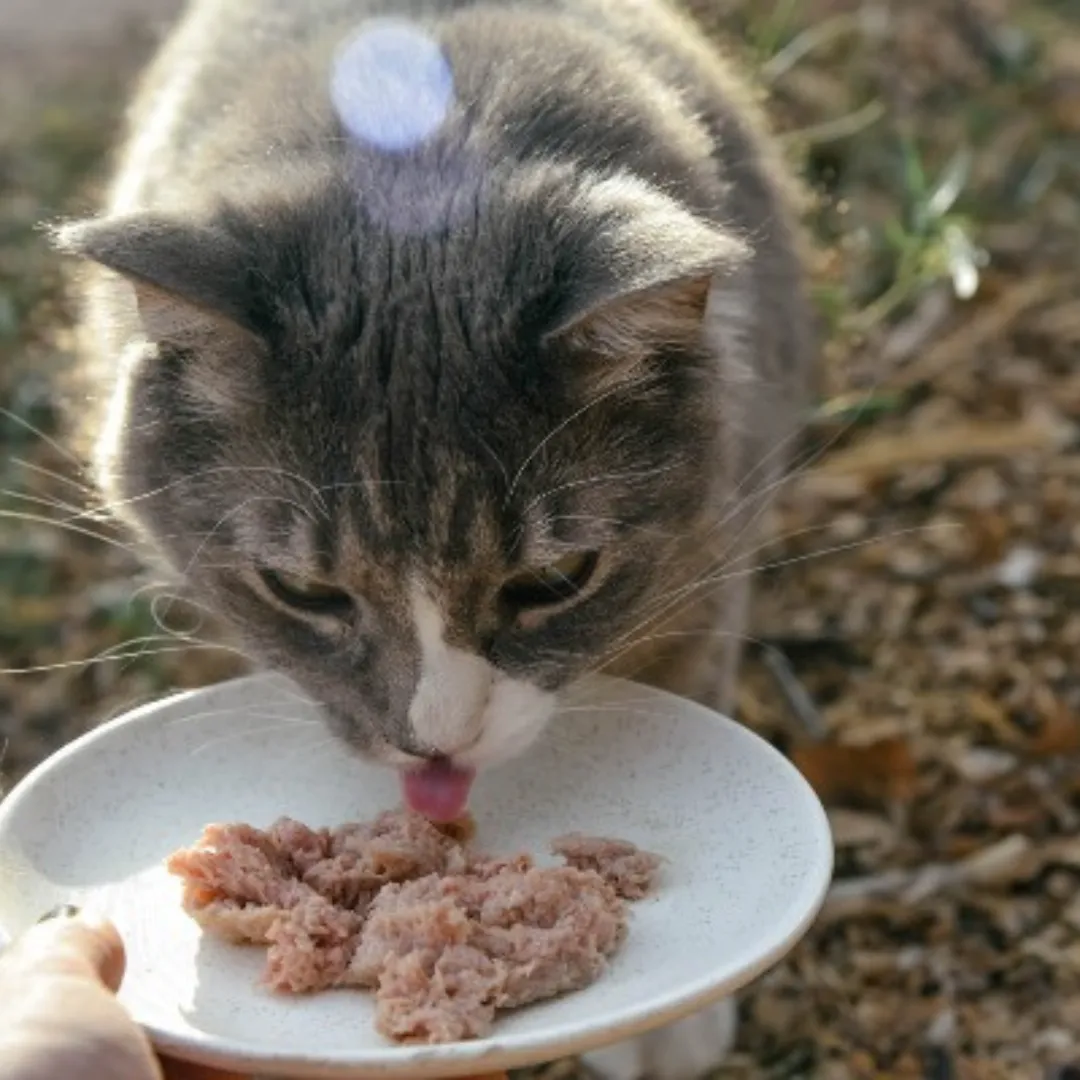 Boss Cat Frozen Raw Entree Turkey Cat Food