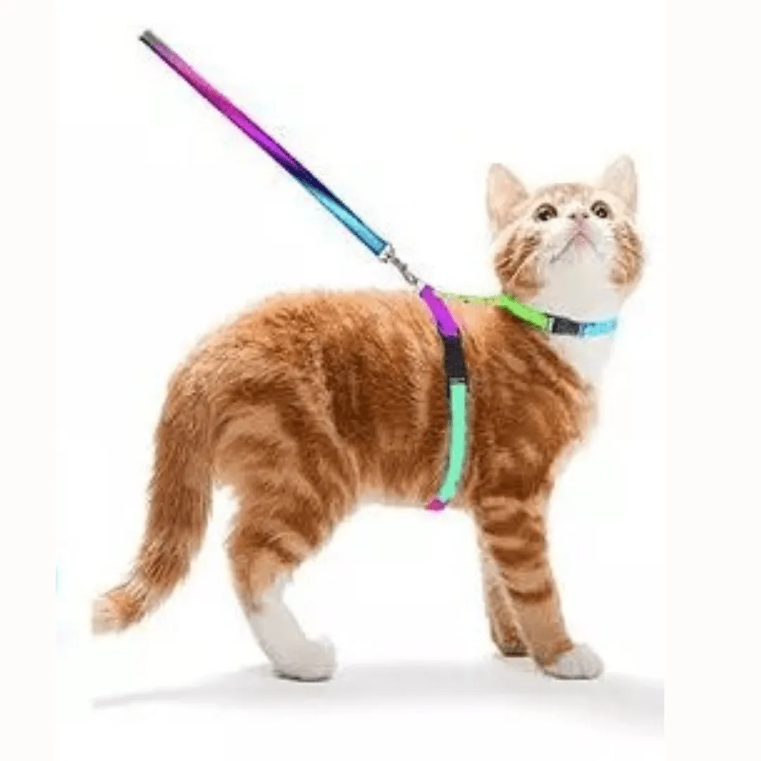 Colorburst Lupine Pet Leash