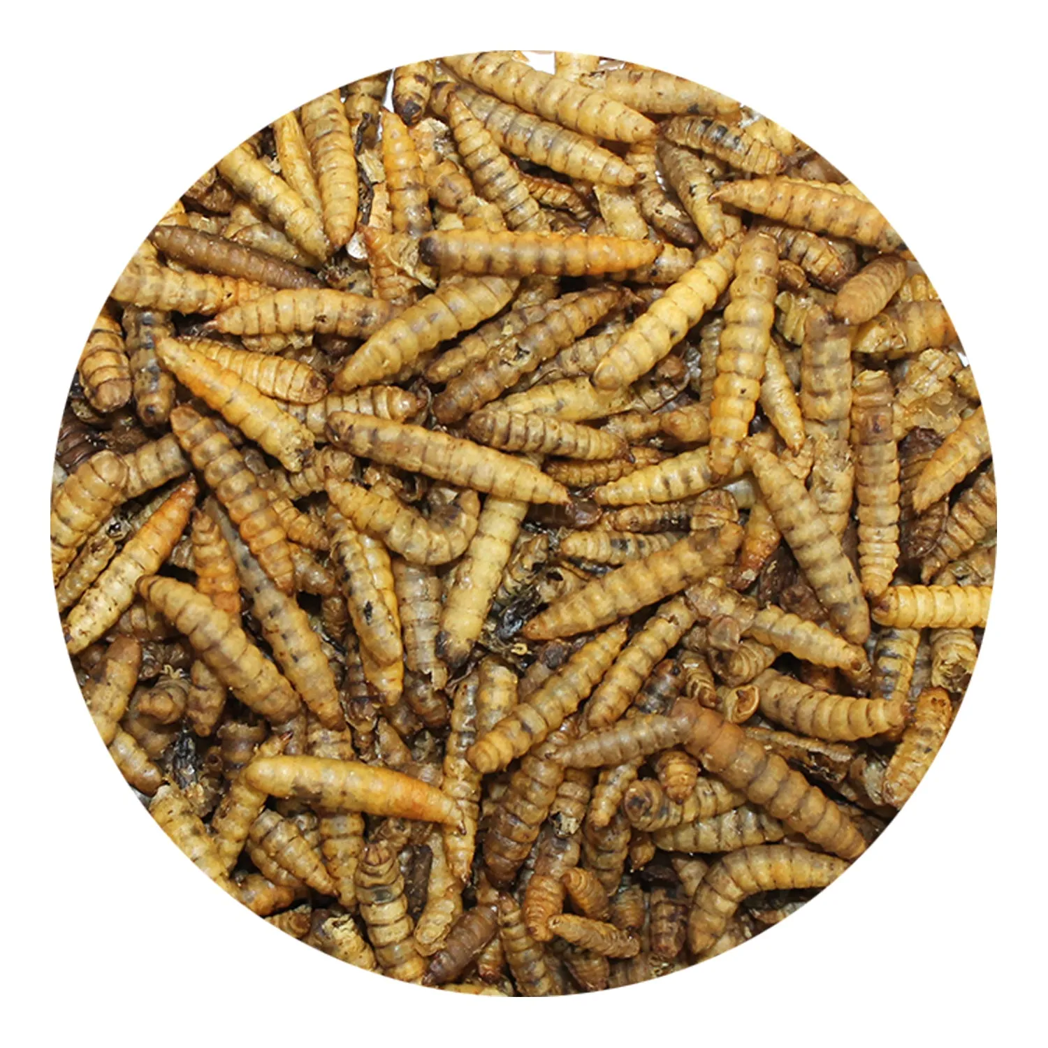 Dried Black Soldier Fly Larvae