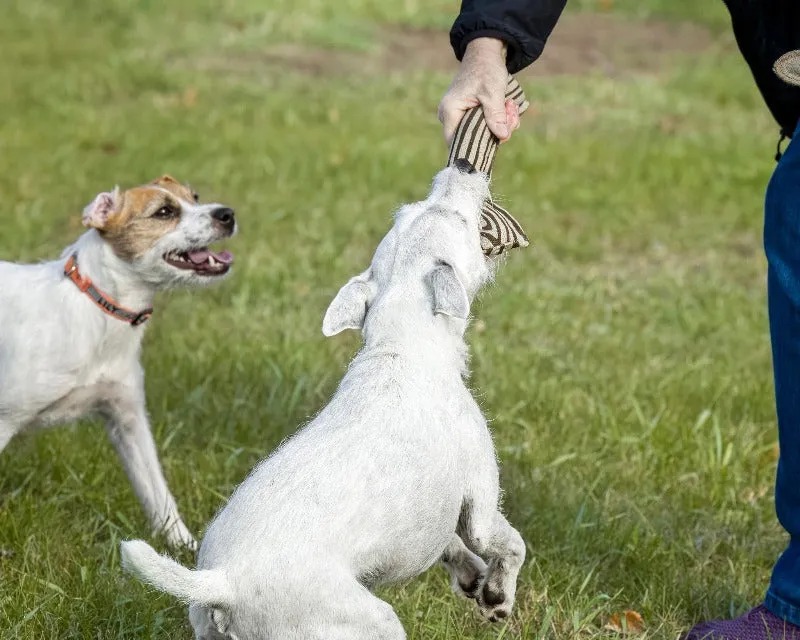 ECO-FETCHIN' STICK