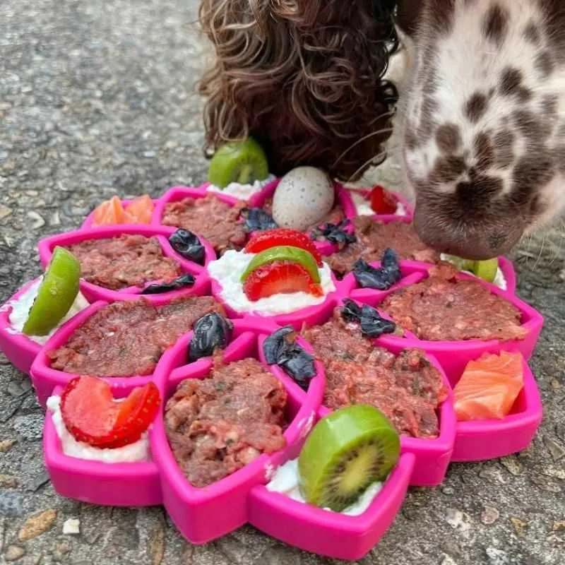 Enrichment Tray for dogs