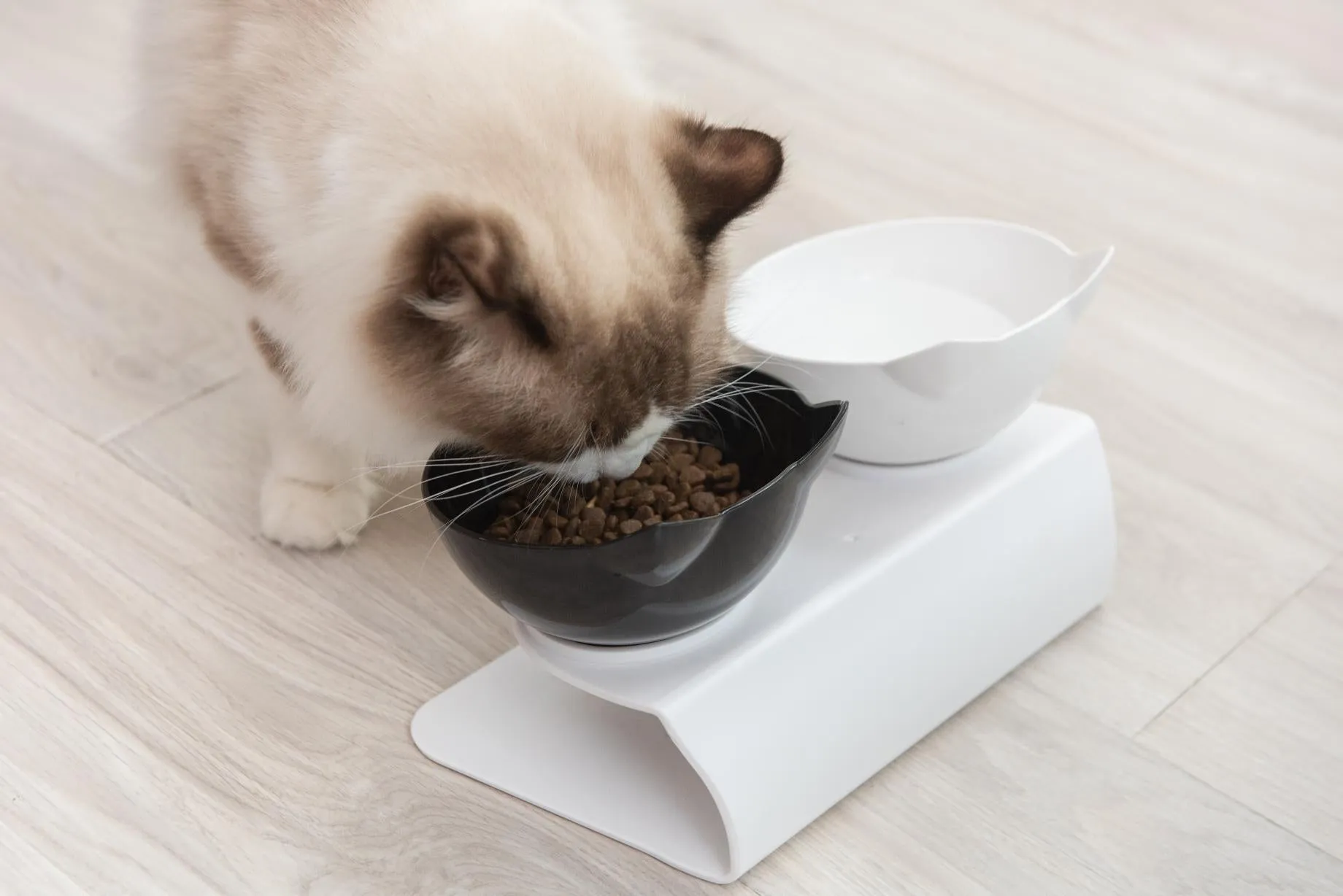 Food & Water Bowl for Cats