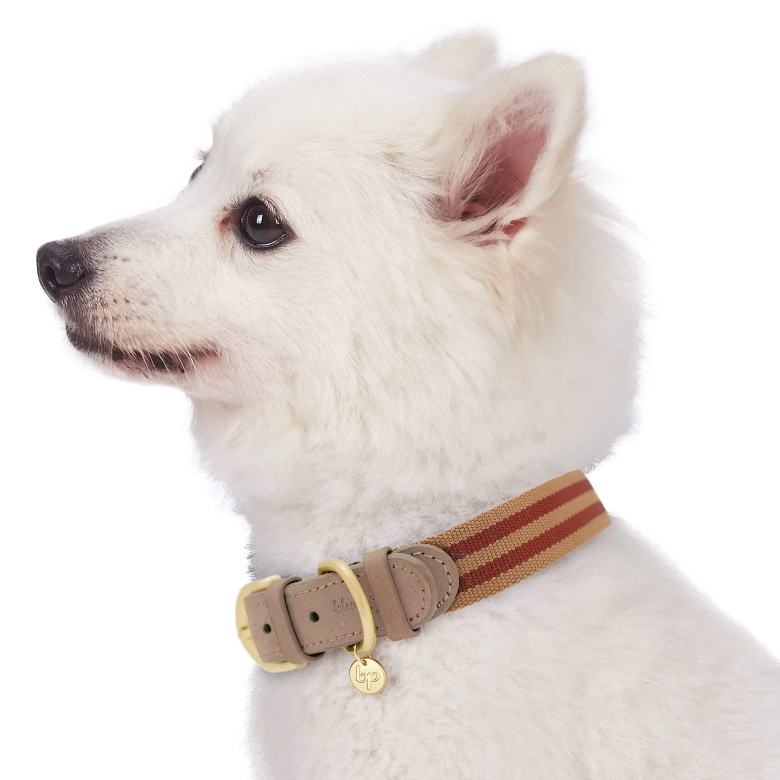 Full Grain Leather & Polyester Dog Collar