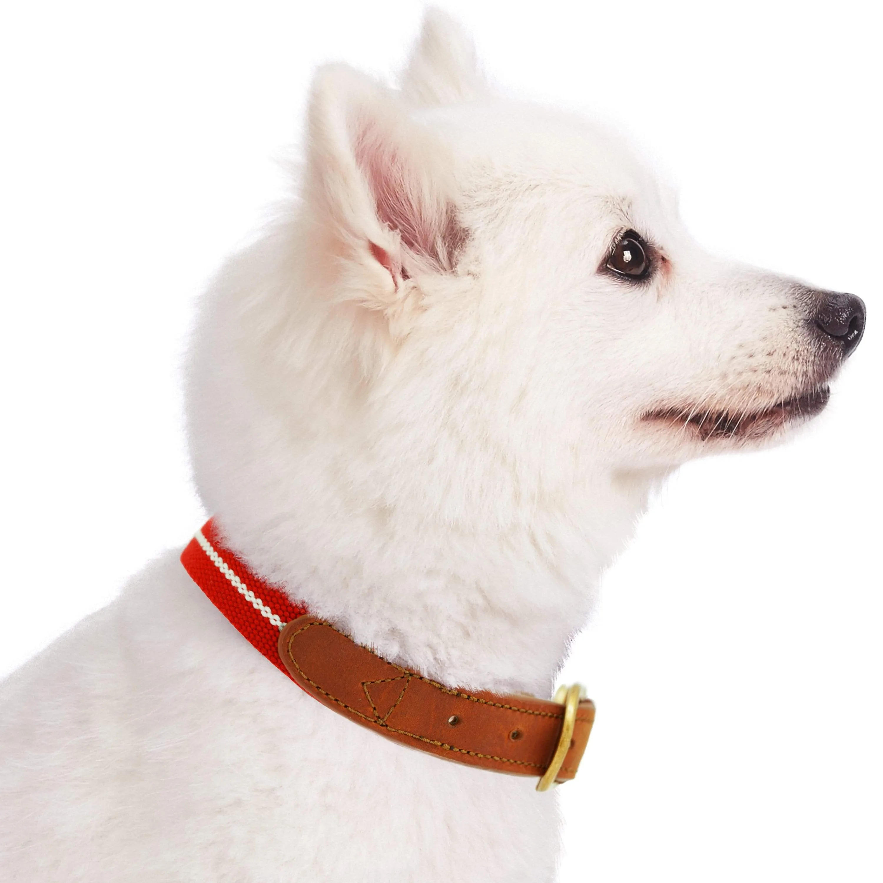 Full Grain Leather & Polyester Dog Collar