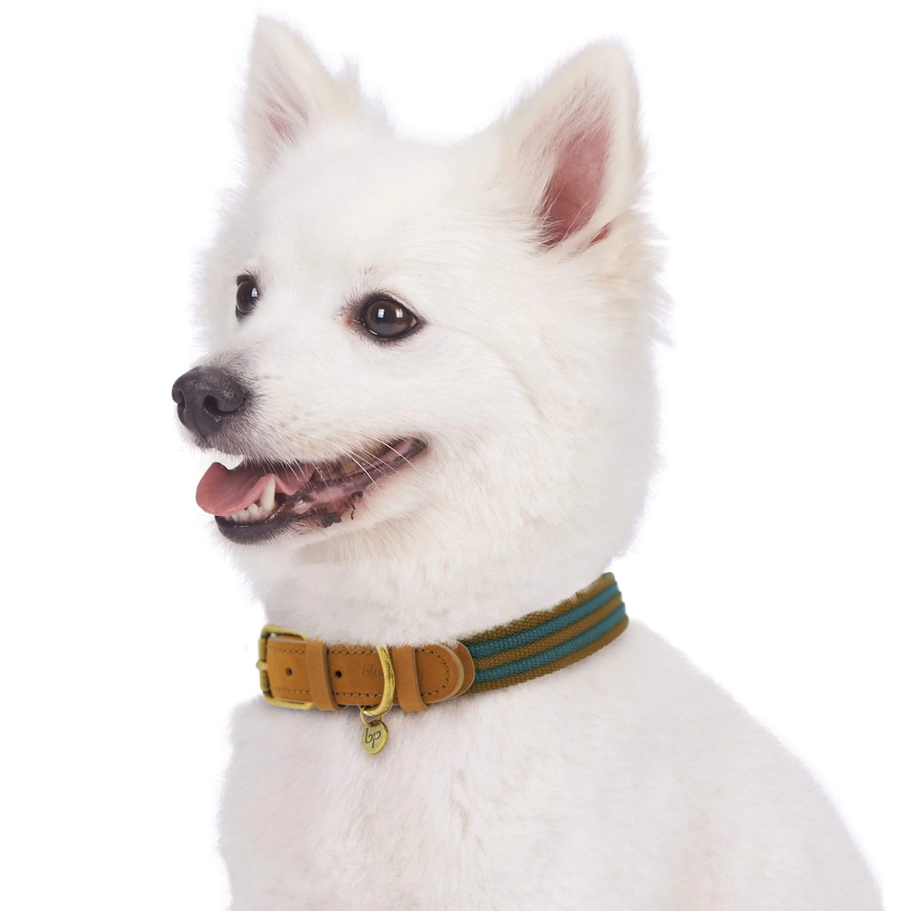 Full Grain Leather & Polyester Dog Collar