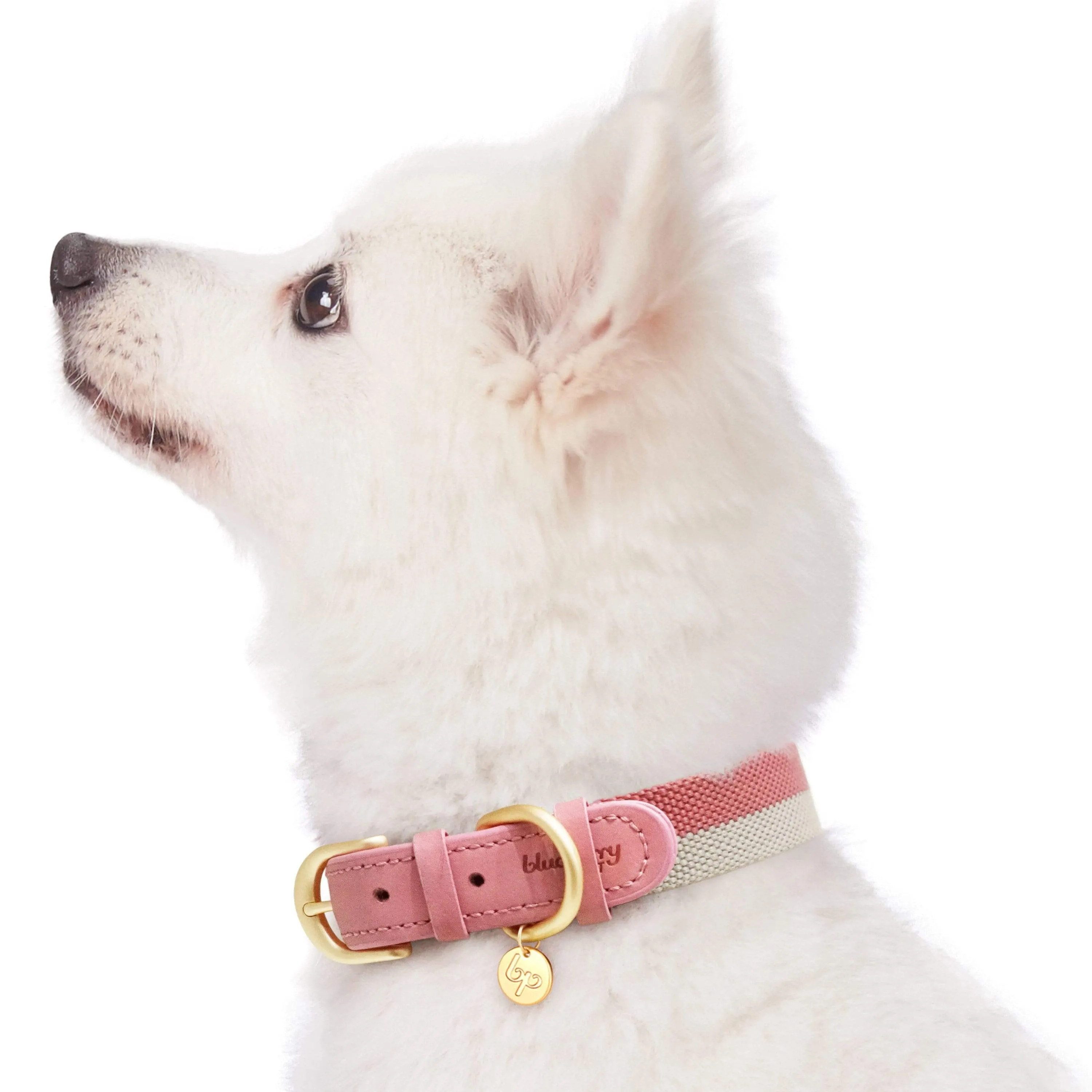 Full Grain Leather & Polyester Dog Collar