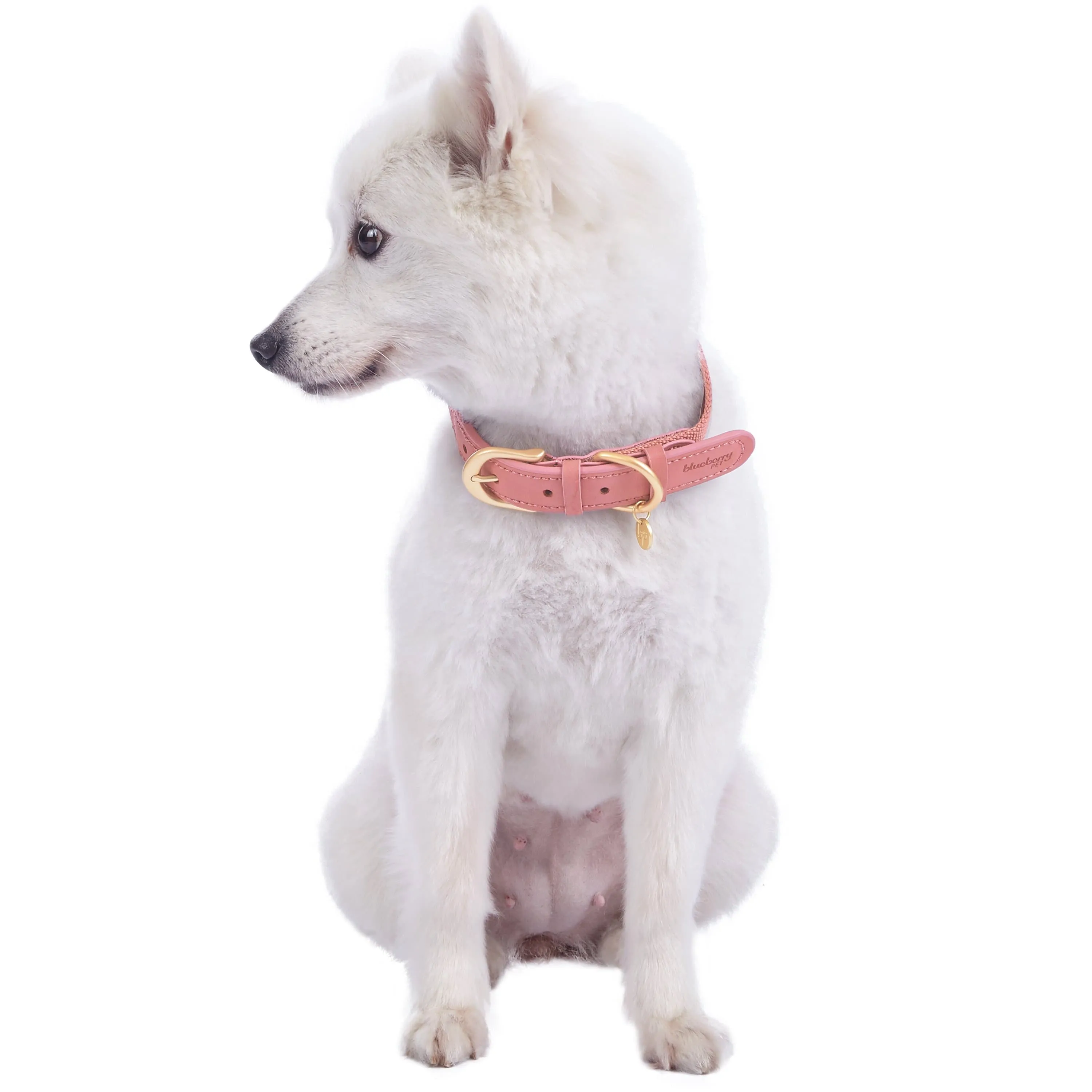 Full Grain Leather & Polyester Dog Collar