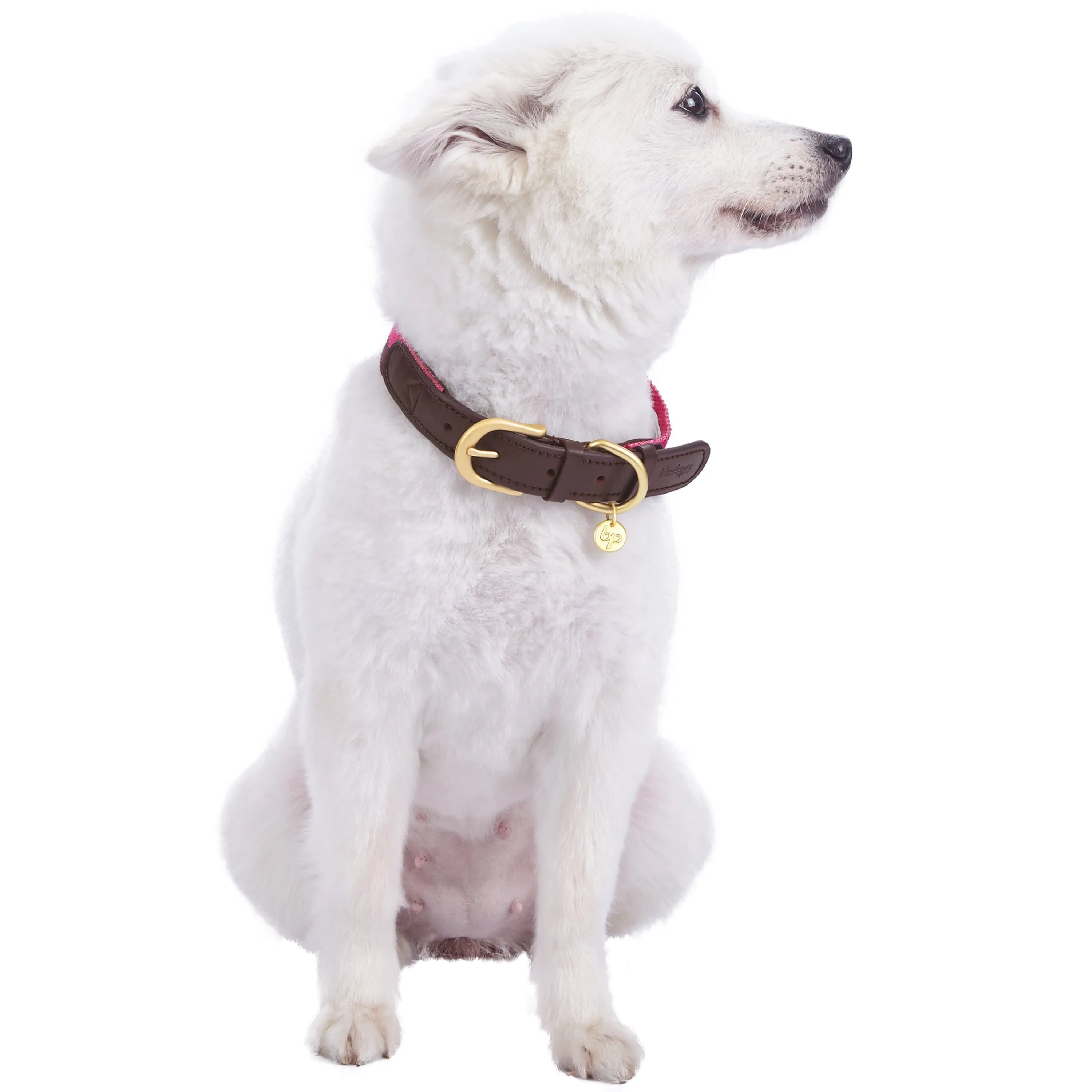 Full Grain Leather & Polyester Dog Collar