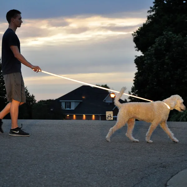 Lazer Brite Reflective Dog Collar - Blue