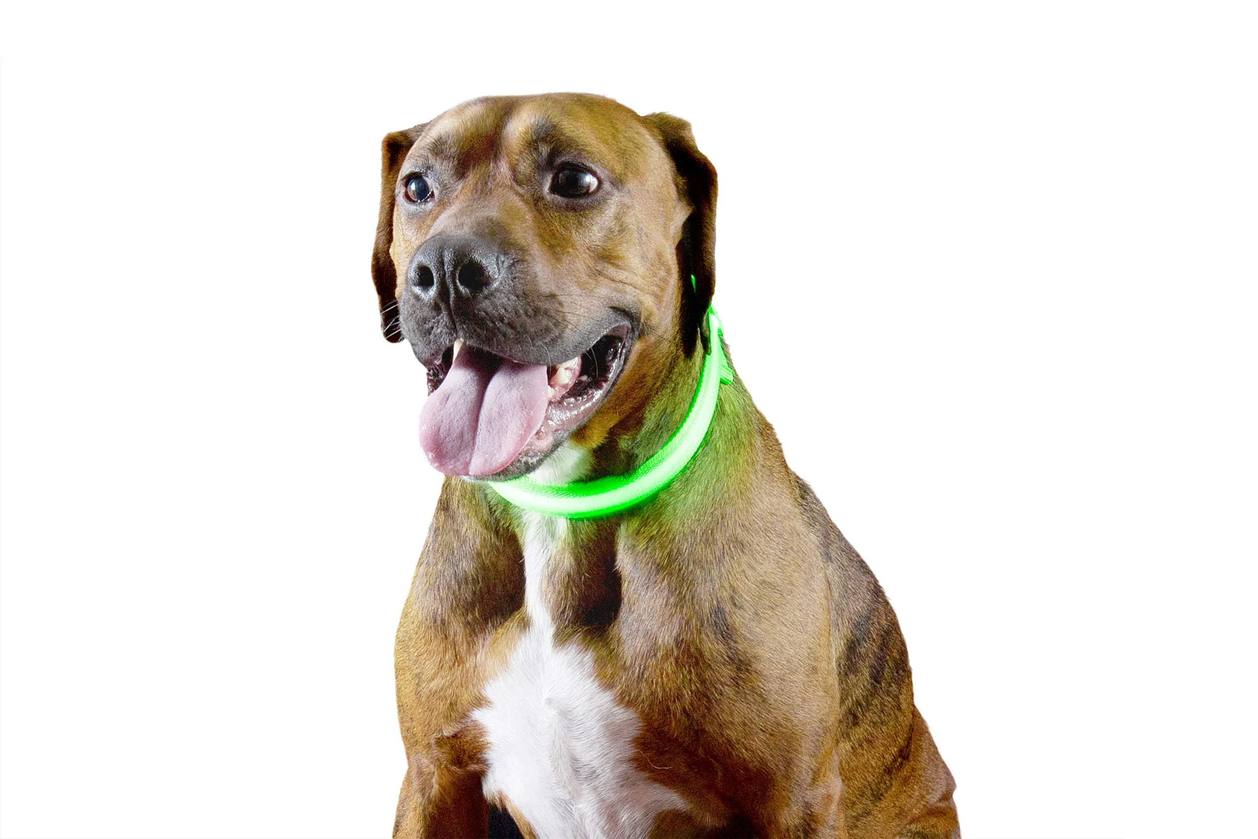 LED Safety Light-Up Dog Collar