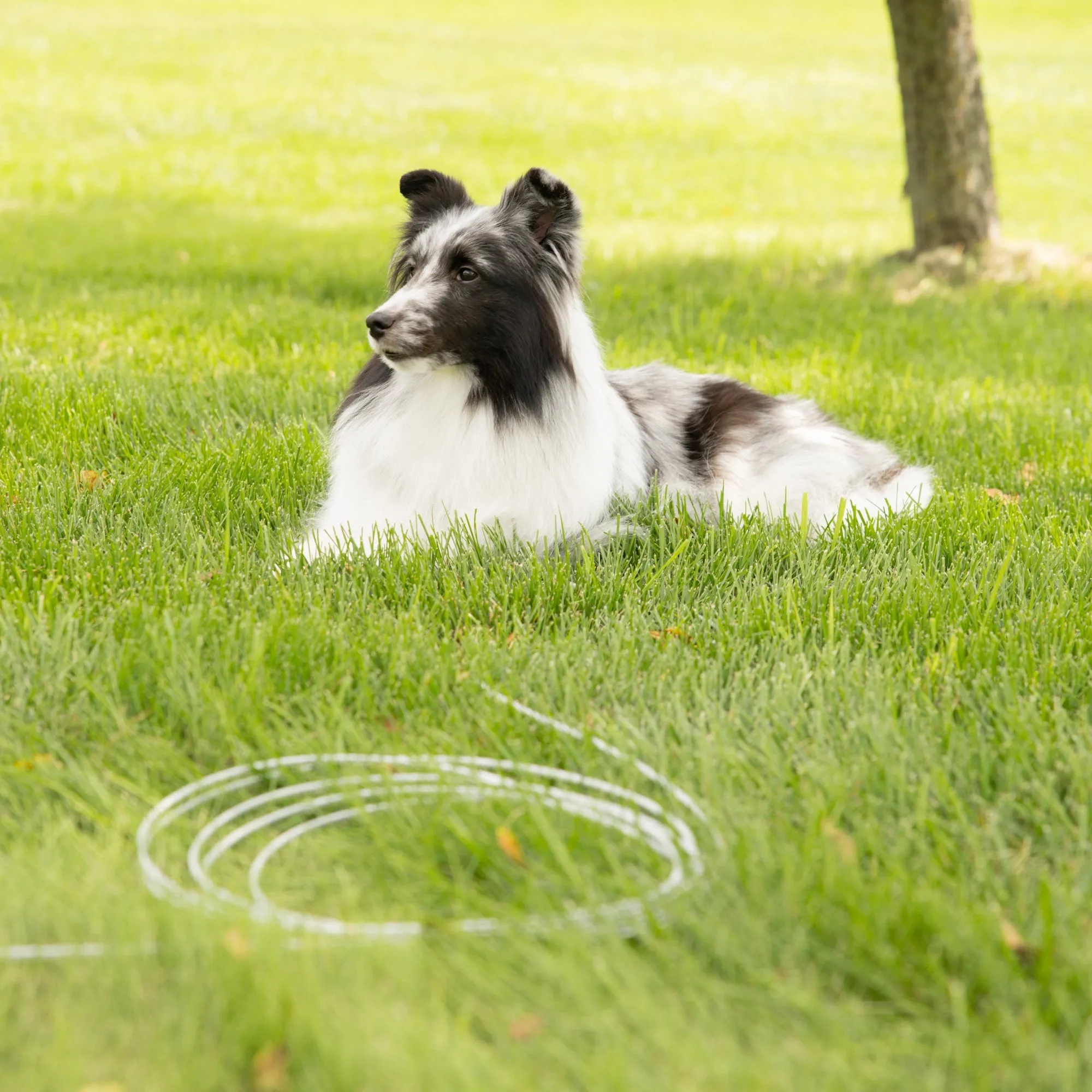 Medium Dog Tie-Out Cable