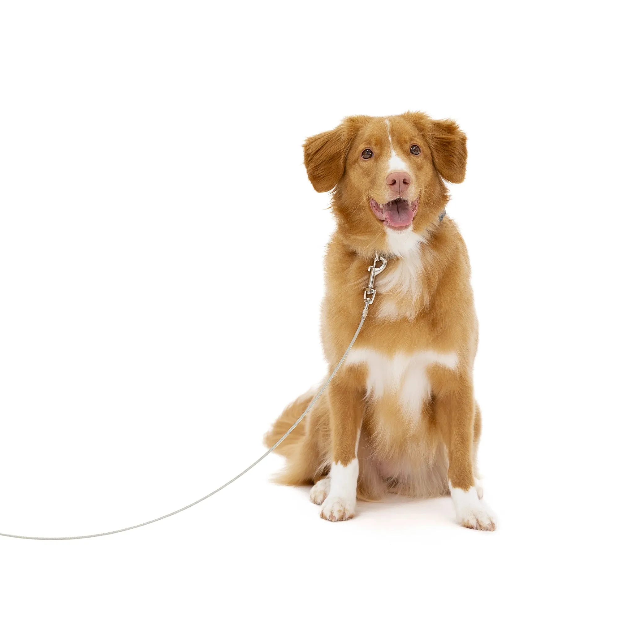 Medium Dog Tie-Out Cable