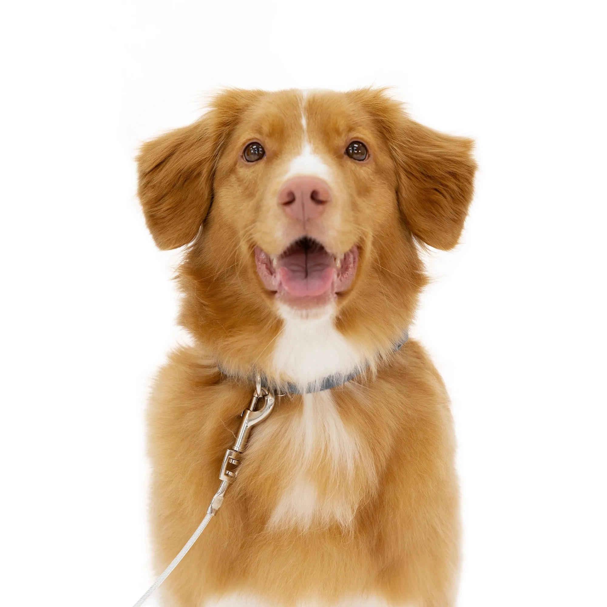 Medium Dog Tie-Out Cable