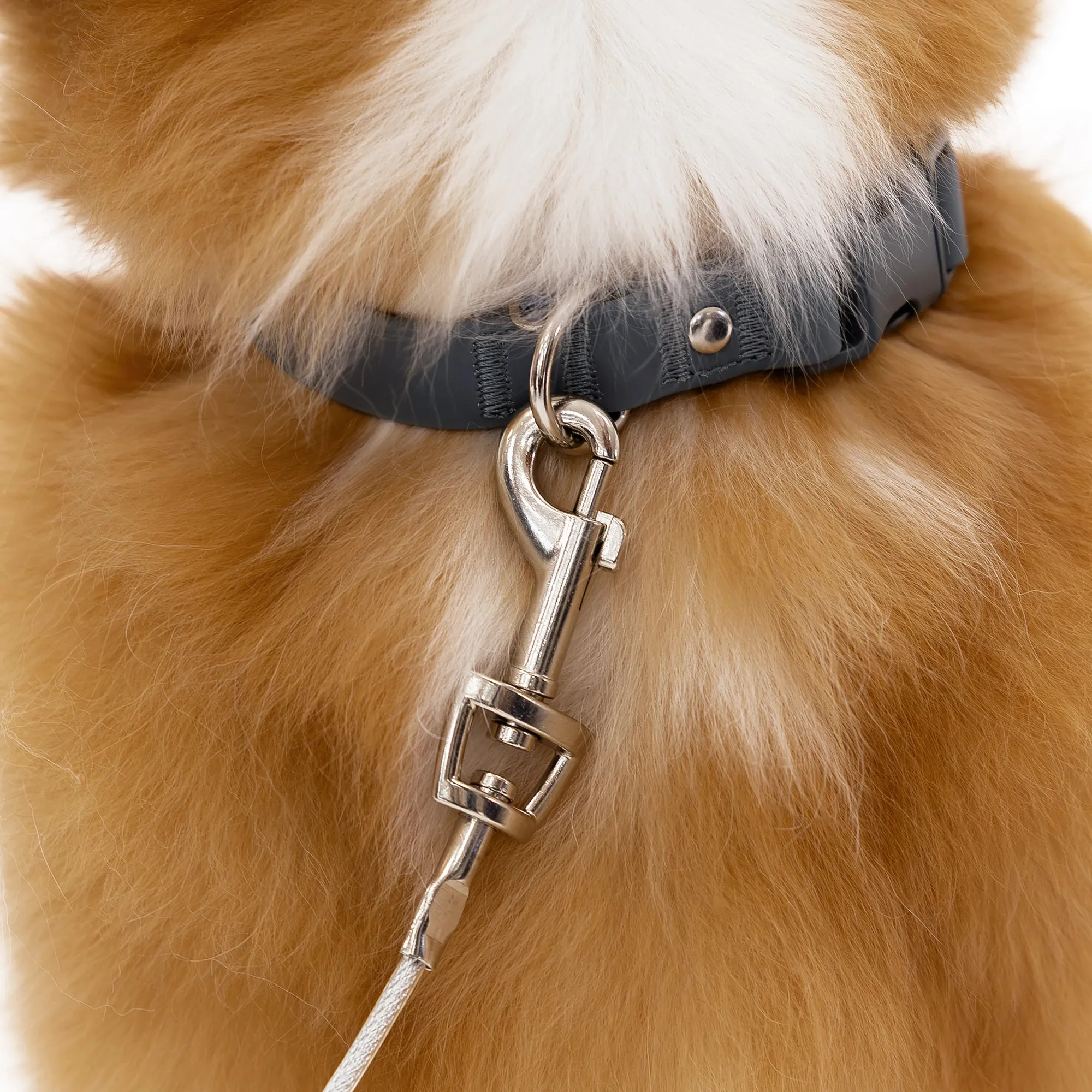 Medium Dog Tie-Out Cable