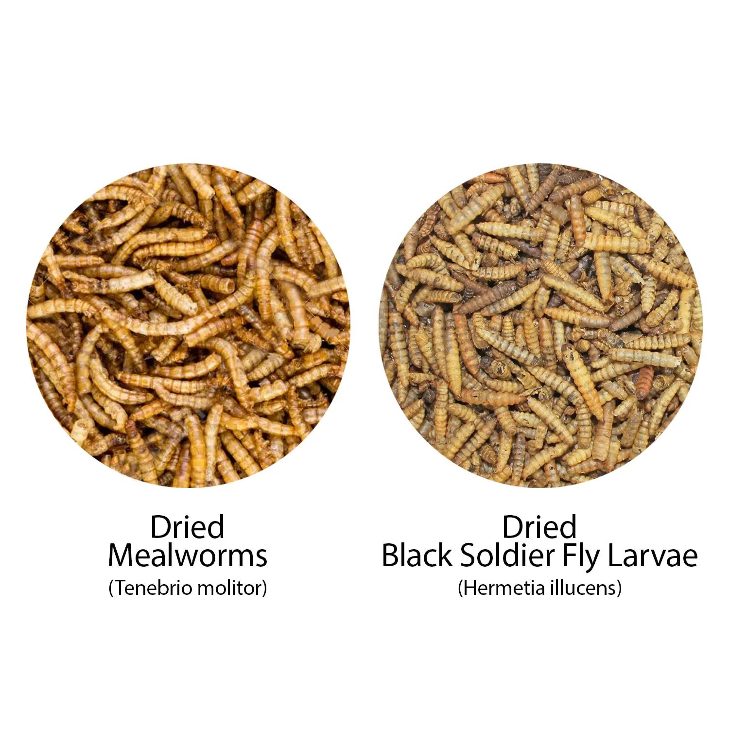 Worm Value Pack / 11 lb. Mealworms   5 lb. BSFL